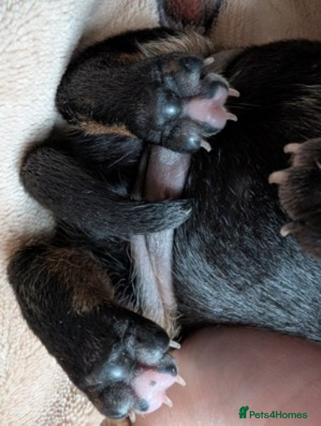 Miniature Dachshund dogs for sale: Gorgeous mini dachsunds puppy's - Image 4
