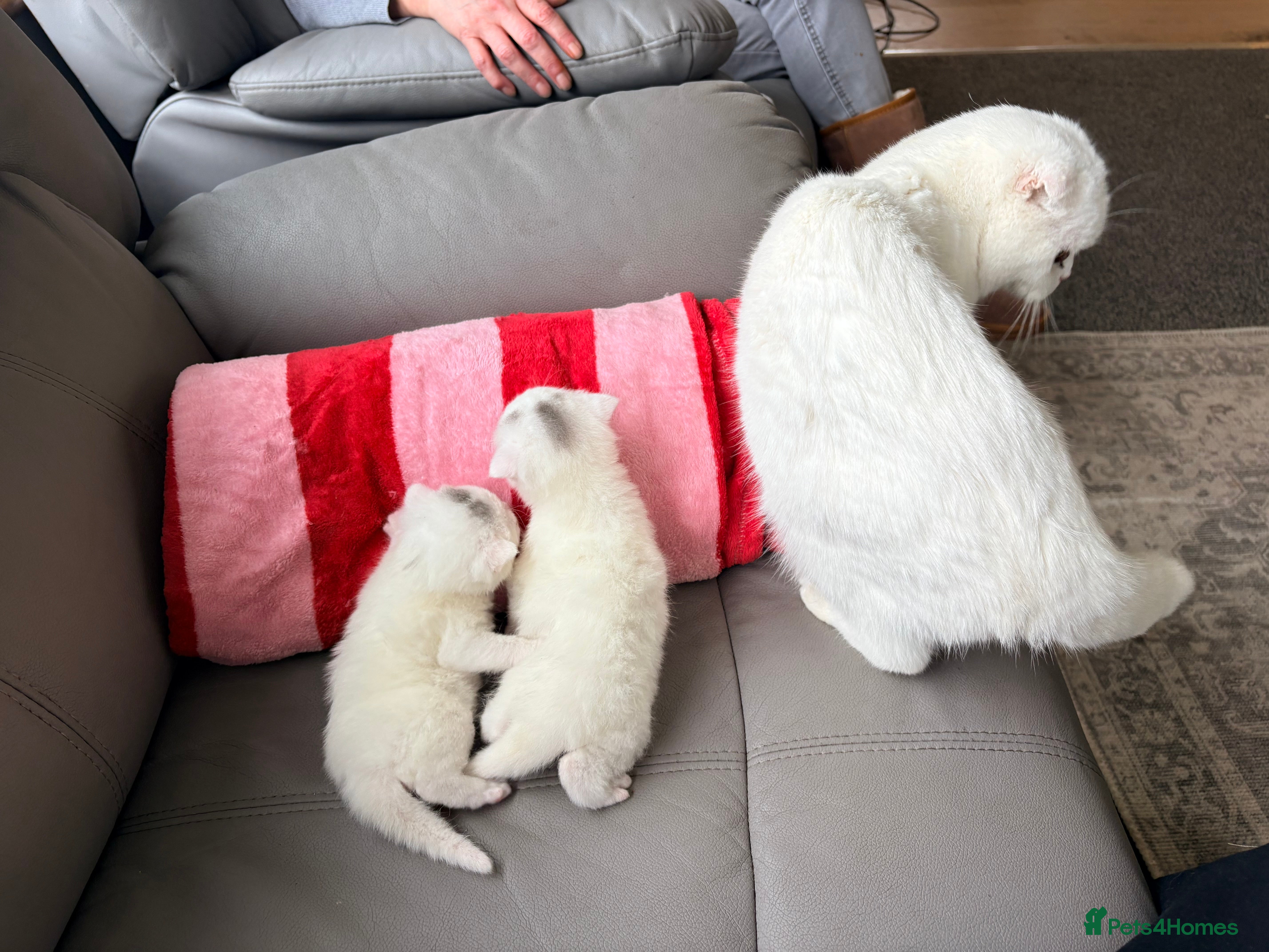 Scottish Fold cats Scottish fold kittens  - Advert 15