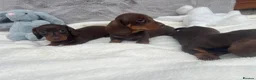 Dachshund dogs for sale: 4 beautiful miniature Dachshund  in Longfield - Advert 17