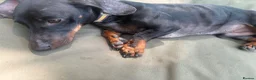 Dachshund dogs for sale: Dachshund looking for a specific home  in Horley - Advert 5