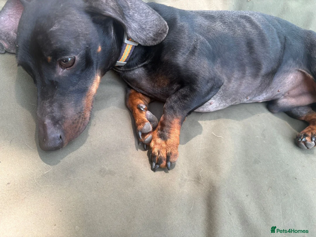 Dachshund dogs for sale: Dachshund looking for a specific home  in Horley - Advert 5