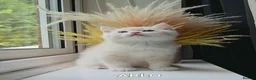 British Shorthair cats for sale: Rare GCCF Golden British Shorthair Kittens - Advert 14