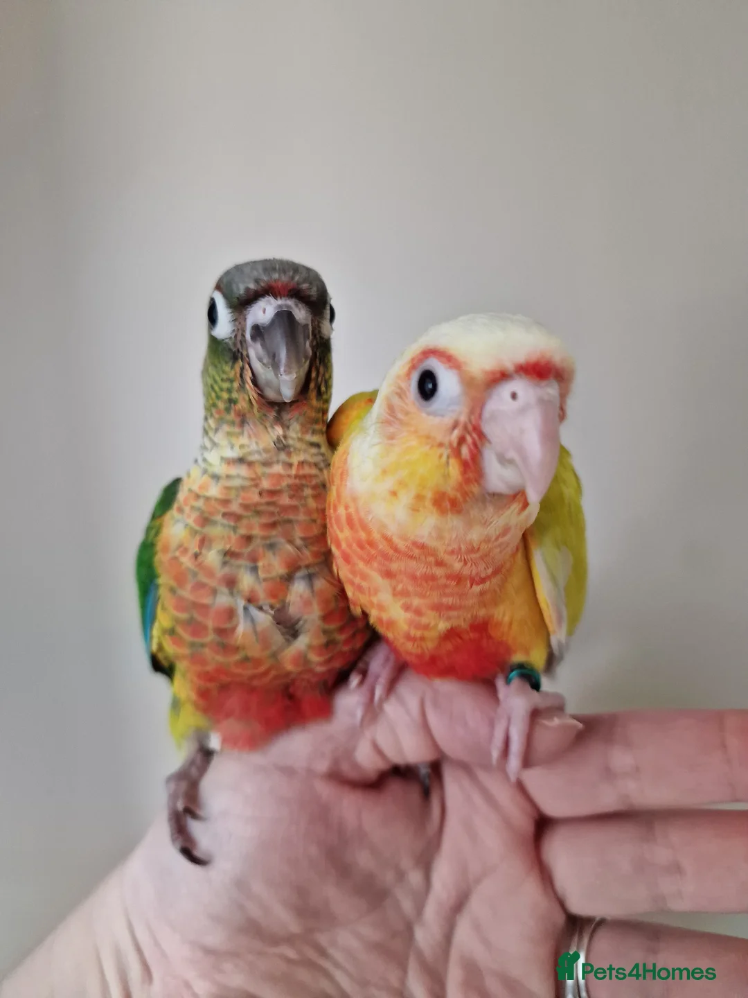 Conures birds for sale: Adorable fully hand reared baby conures!!  - Advert 7