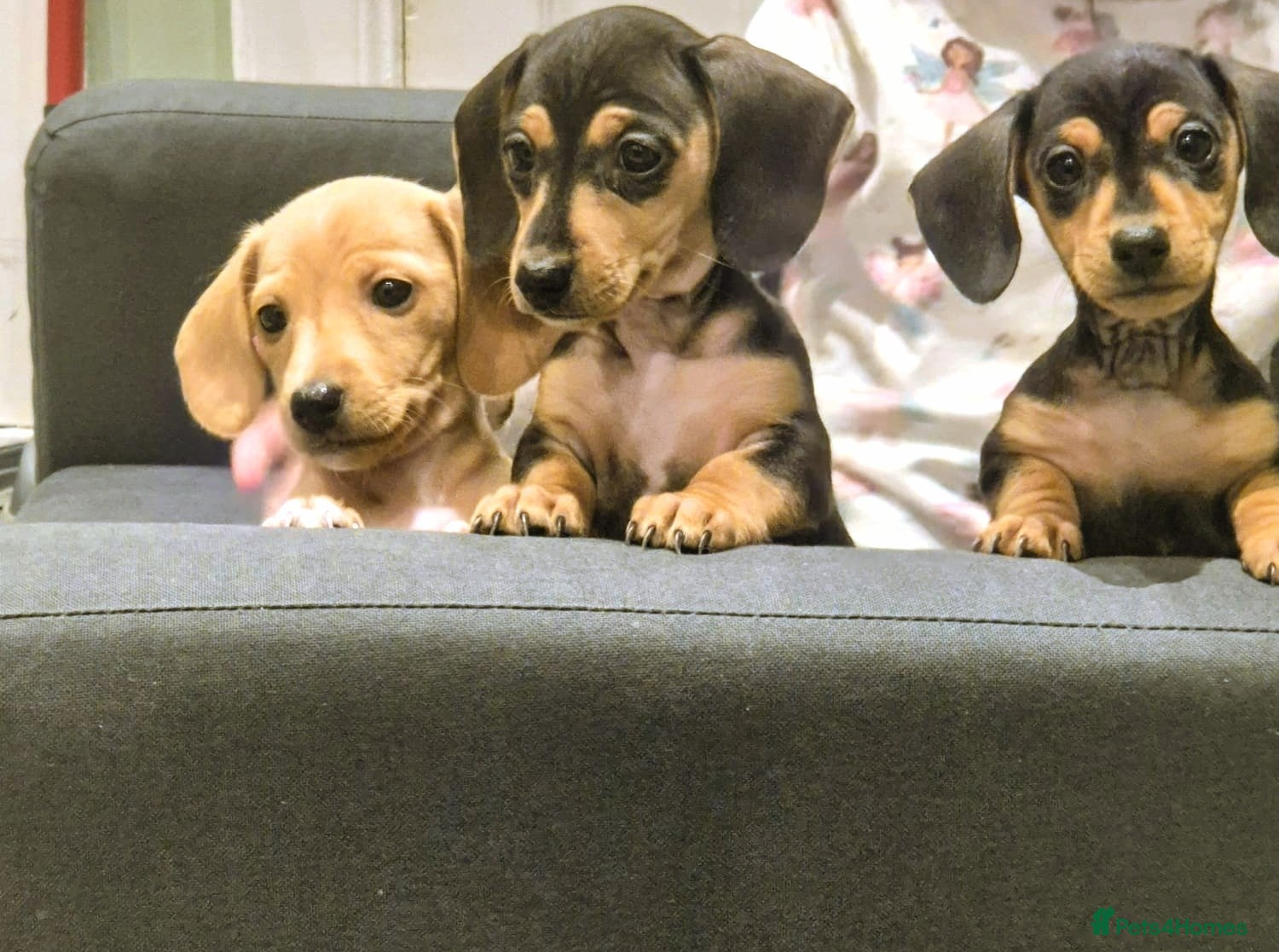 Miniature Dachshund dogs Miniature Dachshund puppies  - Advert 2