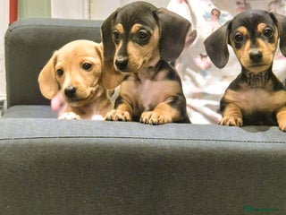 Miniature Dachshund dogs Miniature Dachshund puppies - Advert 6