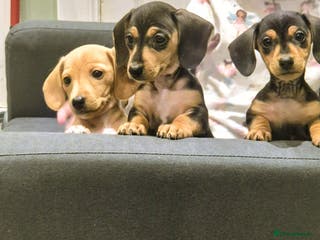 Miniature Dachshund dogs Miniature Dachshund puppies - Advert 2