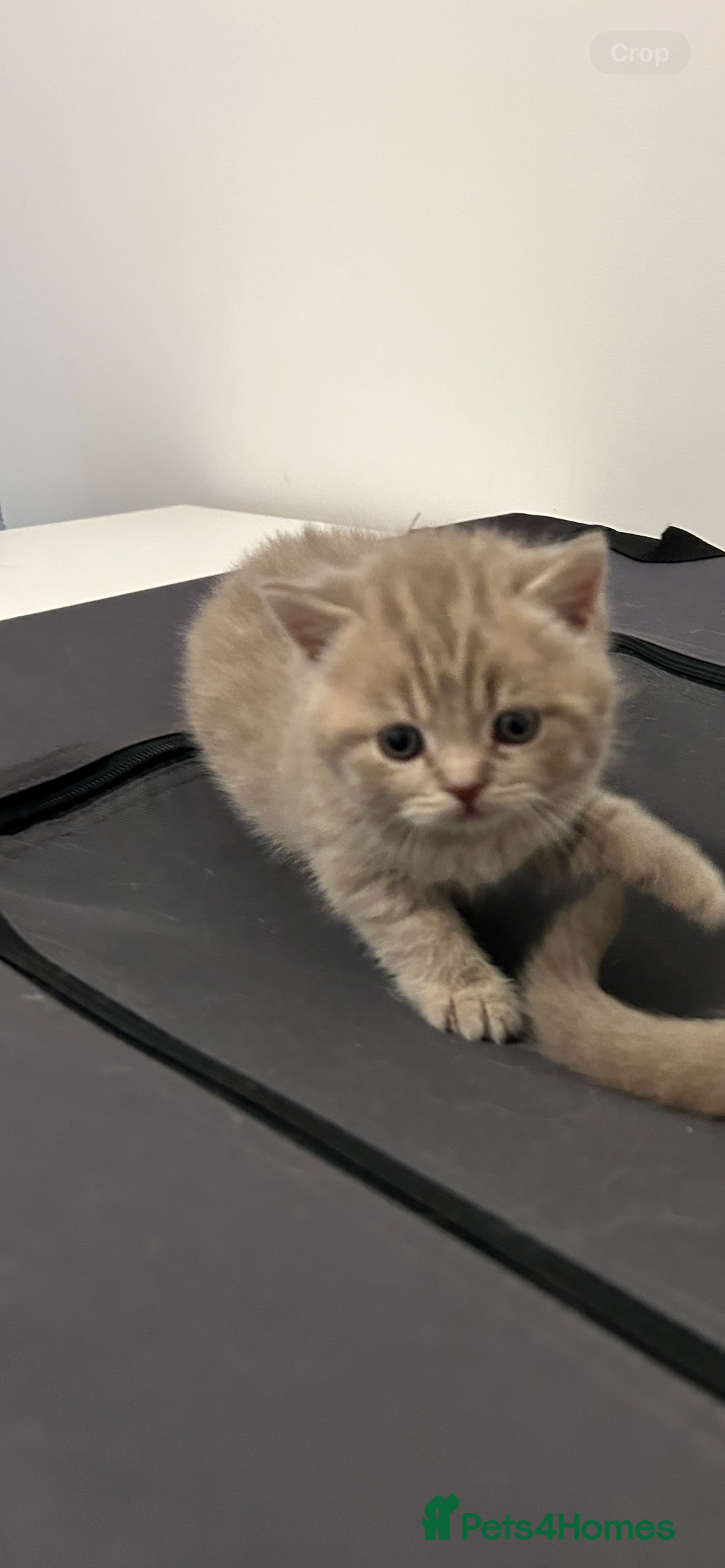 British Shorthair cats for sale: 🩷💙💜🧡♥️ BSH kittens - Advert 4