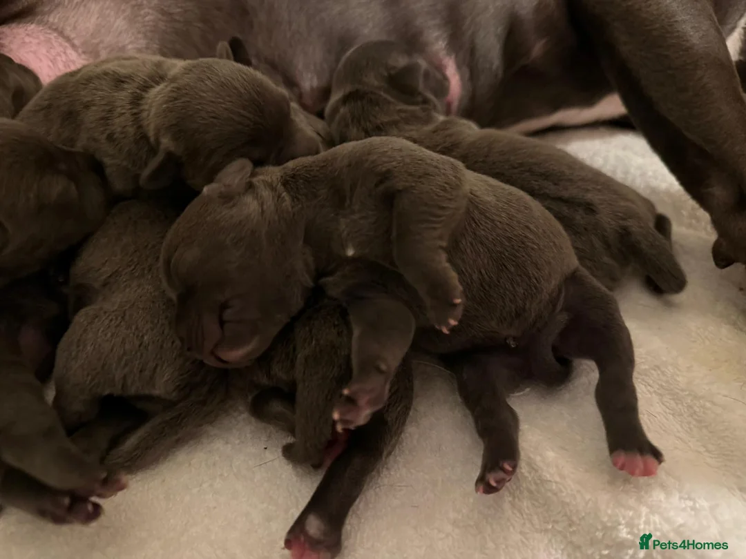 Staffordshire Bull Terrier dogs for sale: SUPERIOR BLUE STAFFORDSHIRE BULL TERRIER PUPS  - Advert 15