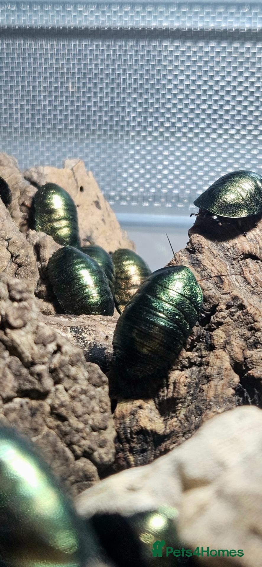 Cockroaches invertebrates Emerald cockroach - pseudoglomeris magnifica - Advert 5