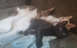 Mixed Breed cats for sale: Mixed breed kittens - Image 4