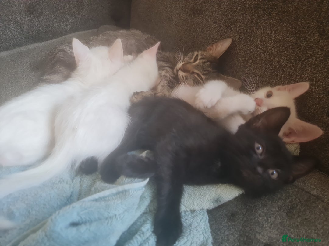 Mixed Breed cats for sale: Mixed breed kittens - Image 4