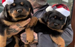 Rottweiler dogs for sale: 🐶two girls Full German kc pups for sale! 🐶🐾 - Advert 4