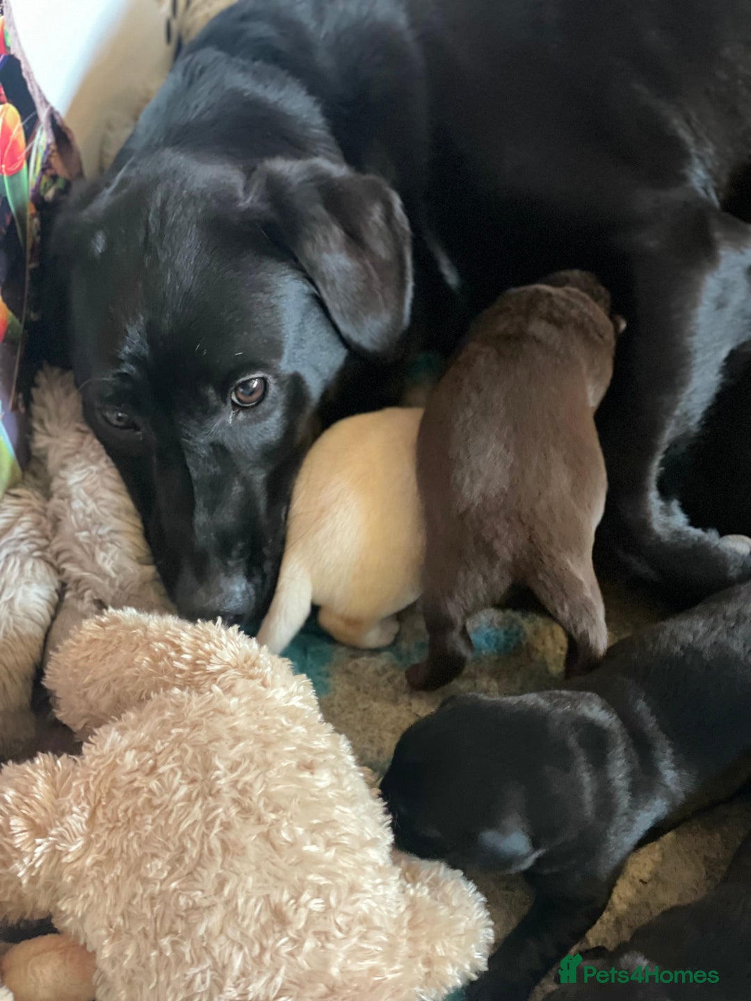 Labrador Retriever dogs for sale: Fabulous KC registered labradors - Image 11