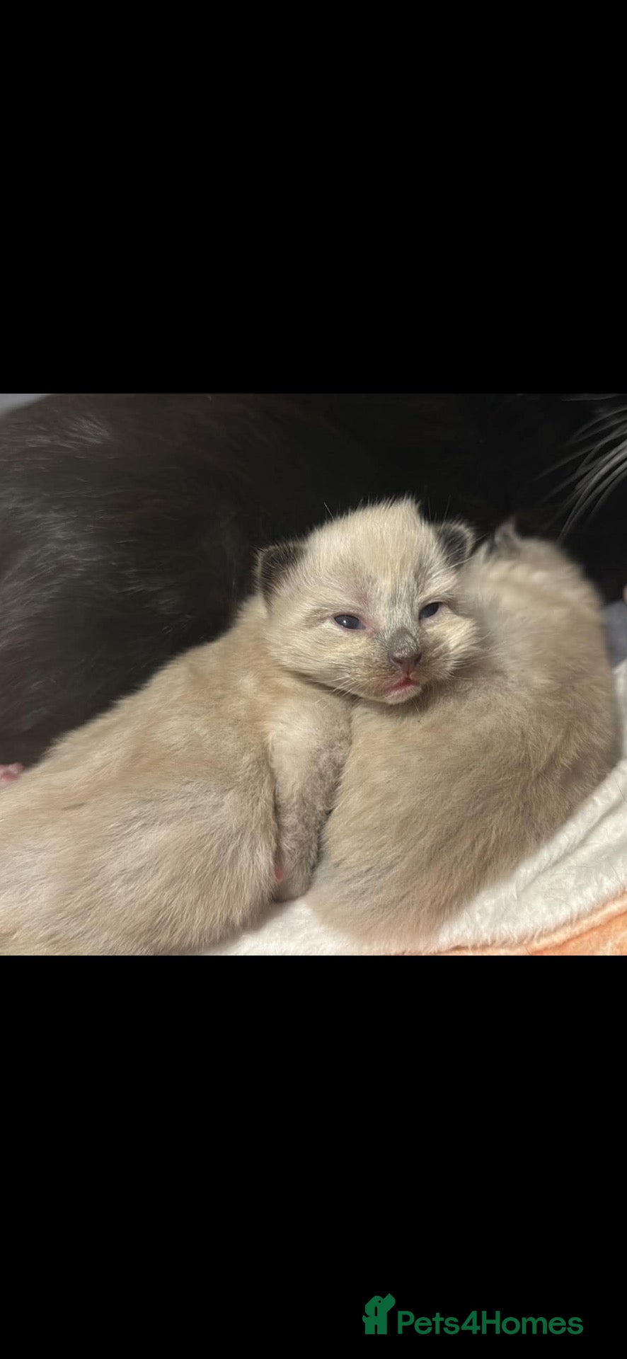 Mixed Breed cats Ragdoll cross mother seal lynx point dad  - Advert 13
