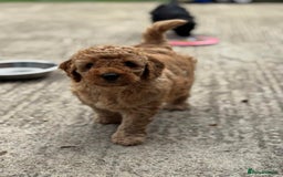 Cockapoo dogs for sale: F1 cockapoo puppies READY NOW - Image 2