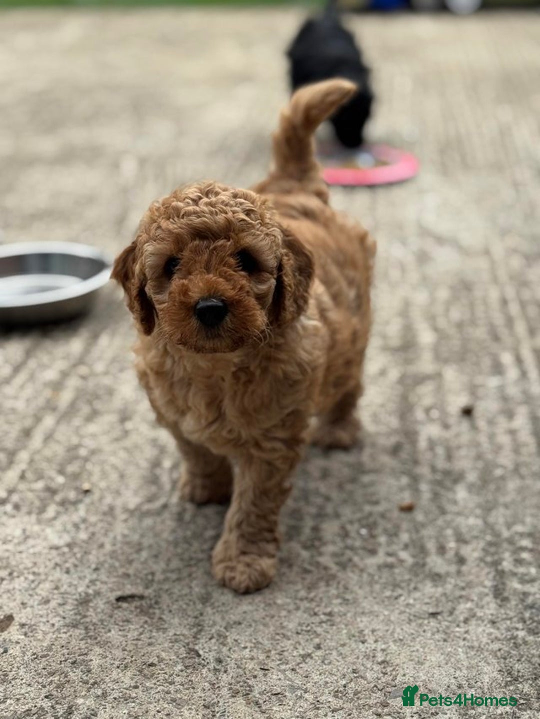 Cockapoo dogs for sale: F1 cockapoo puppies READY NOW - Image 2
