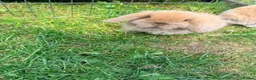 Mini Lop rabbits for sale: Two mini lop rabbits for sale  in Worksop - Advert 5