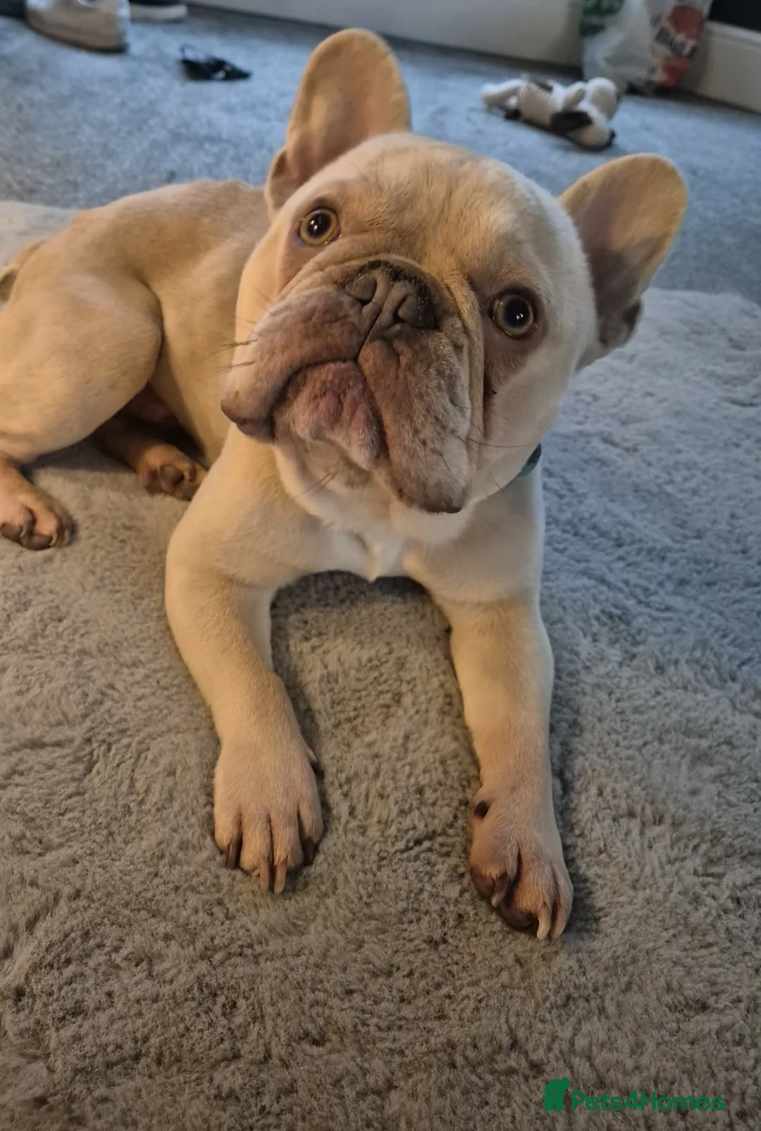 French Bulldog dogs for sale: 3 year old rescue french bulldog  in Stoke-on-Trent - Advert 1