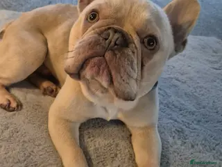 French Bulldog dogs 3 year old rescue french bulldog - Advert 8