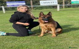 German Shepherd dogs for sale: World class German Shepherd for sale  - Image 13