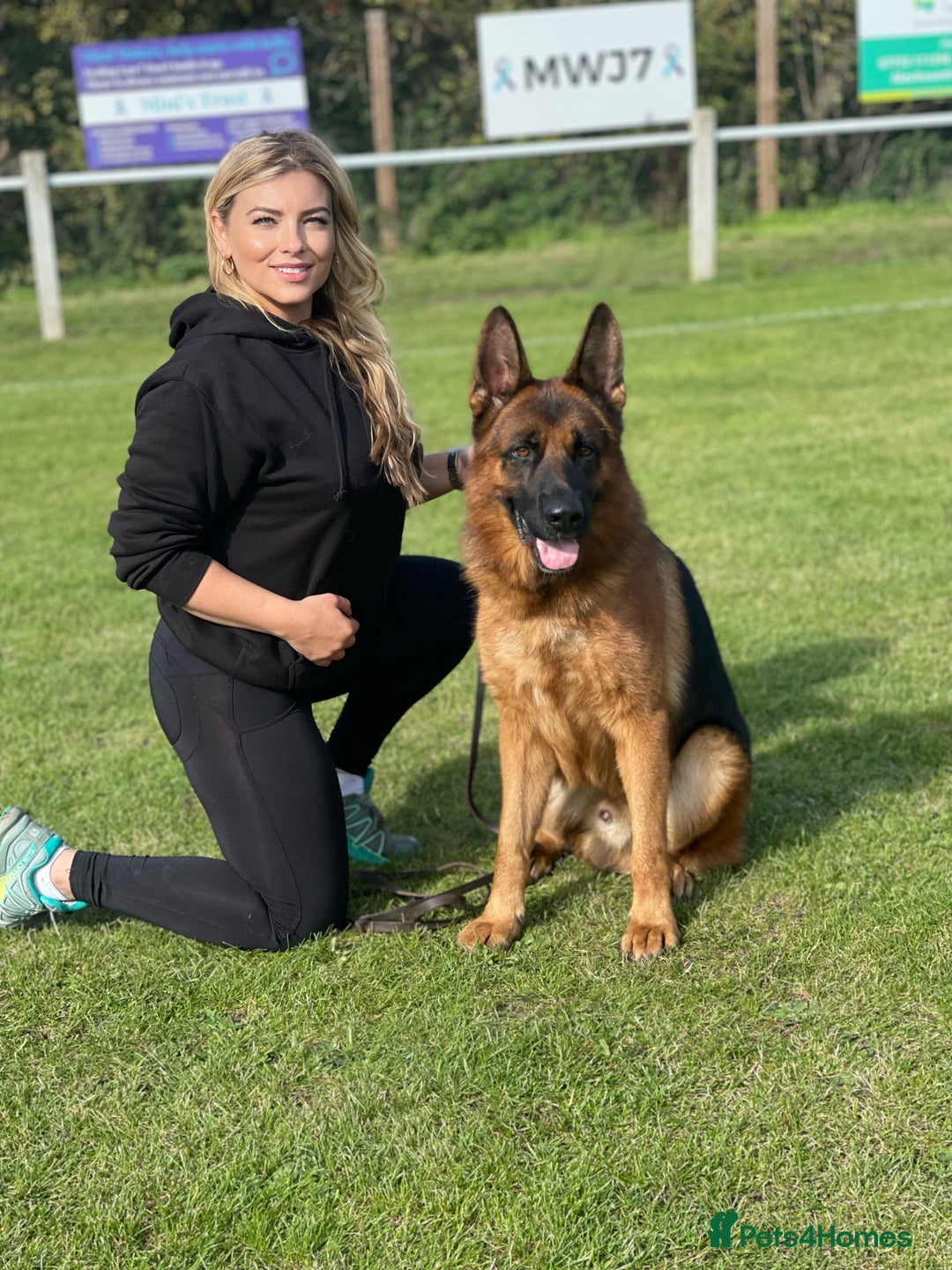 German Shepherd dogs for sale: World class German Shepherd for sale  - Image 13