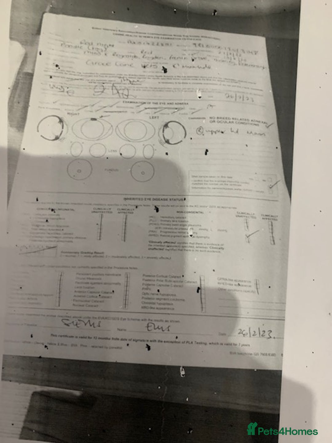 Cockapoo dogs for sale: beautifull fib cockerpoos  - Advert 14