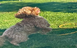 Cockapoo dogs for sale: Cockapoo - Image 6