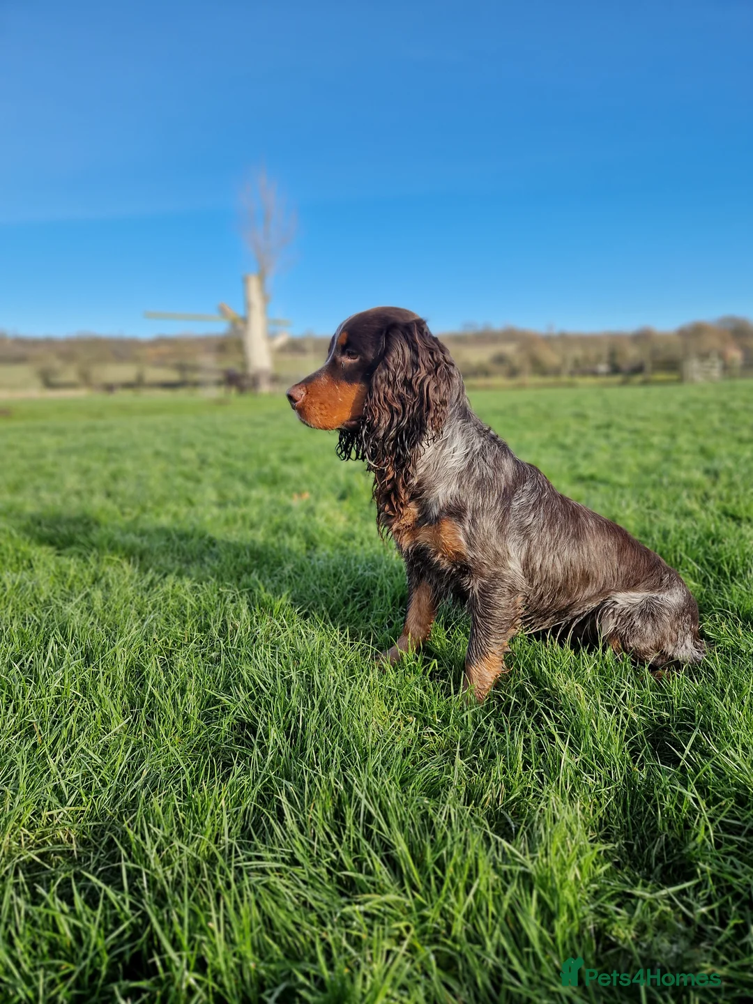 Cocker Spaniel dogs for stud: Health Tested liver roan and tan  working cocker   in Malton - Advert 6