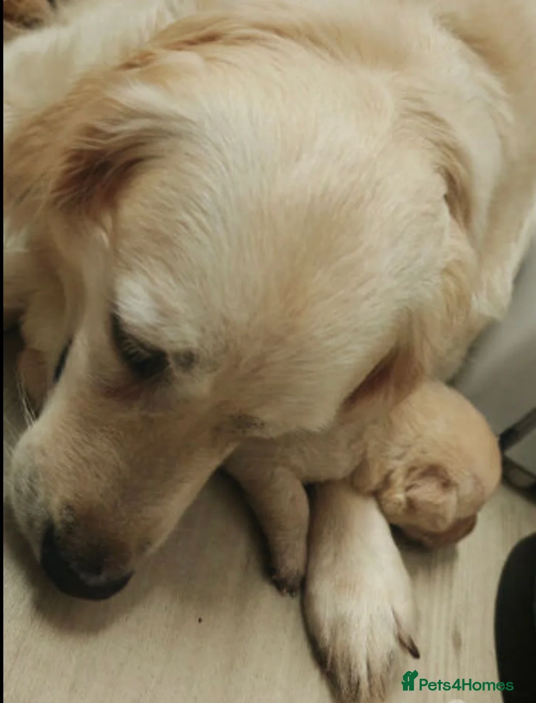 Goldador dogs for sale: Ready 3rd feb - Advert 2