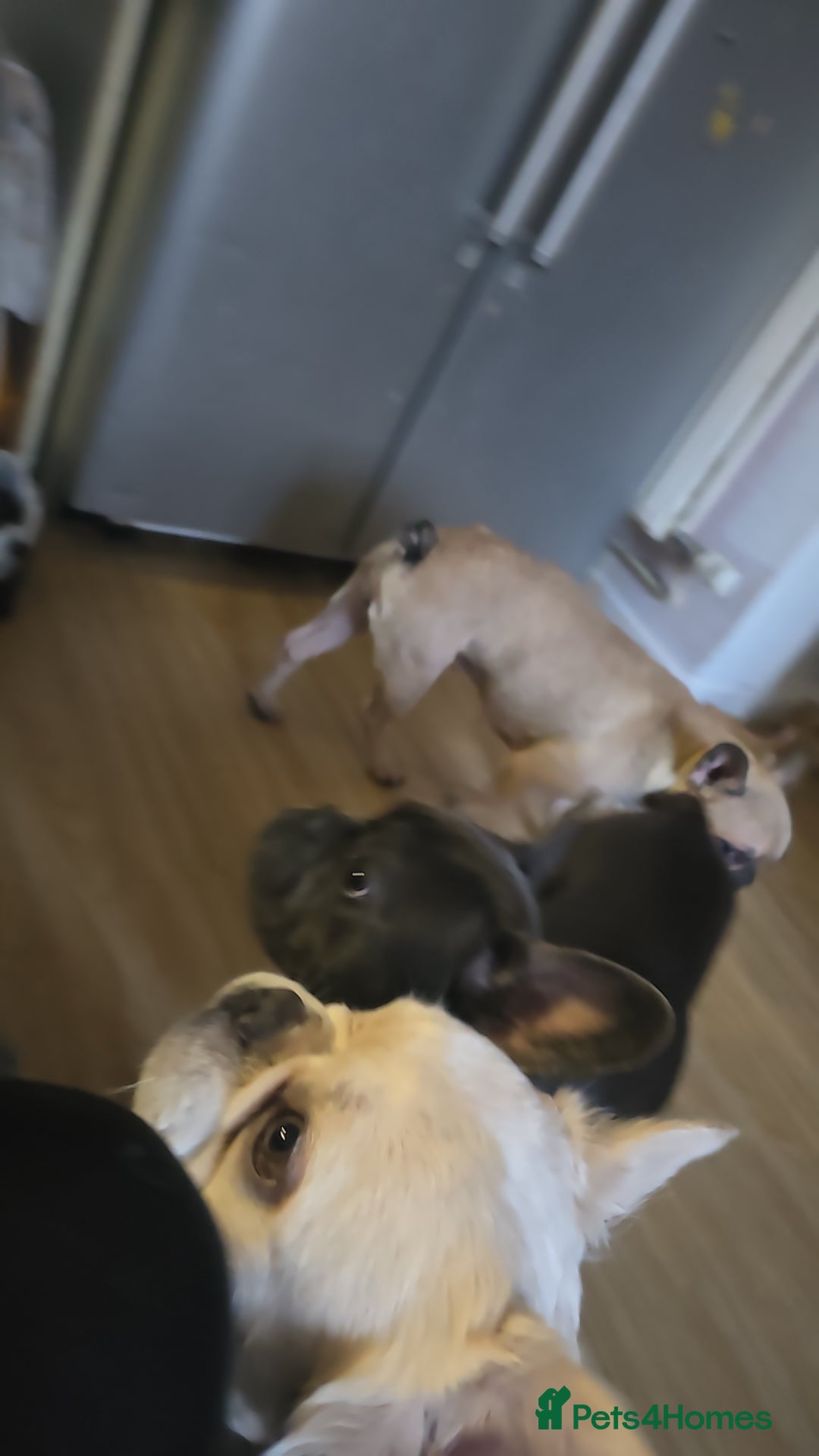 French Bulldog dogs Fluffy french bulldog - Advert 1