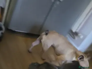 French Bulldog dogs Fluffy french bulldog - Advert 10