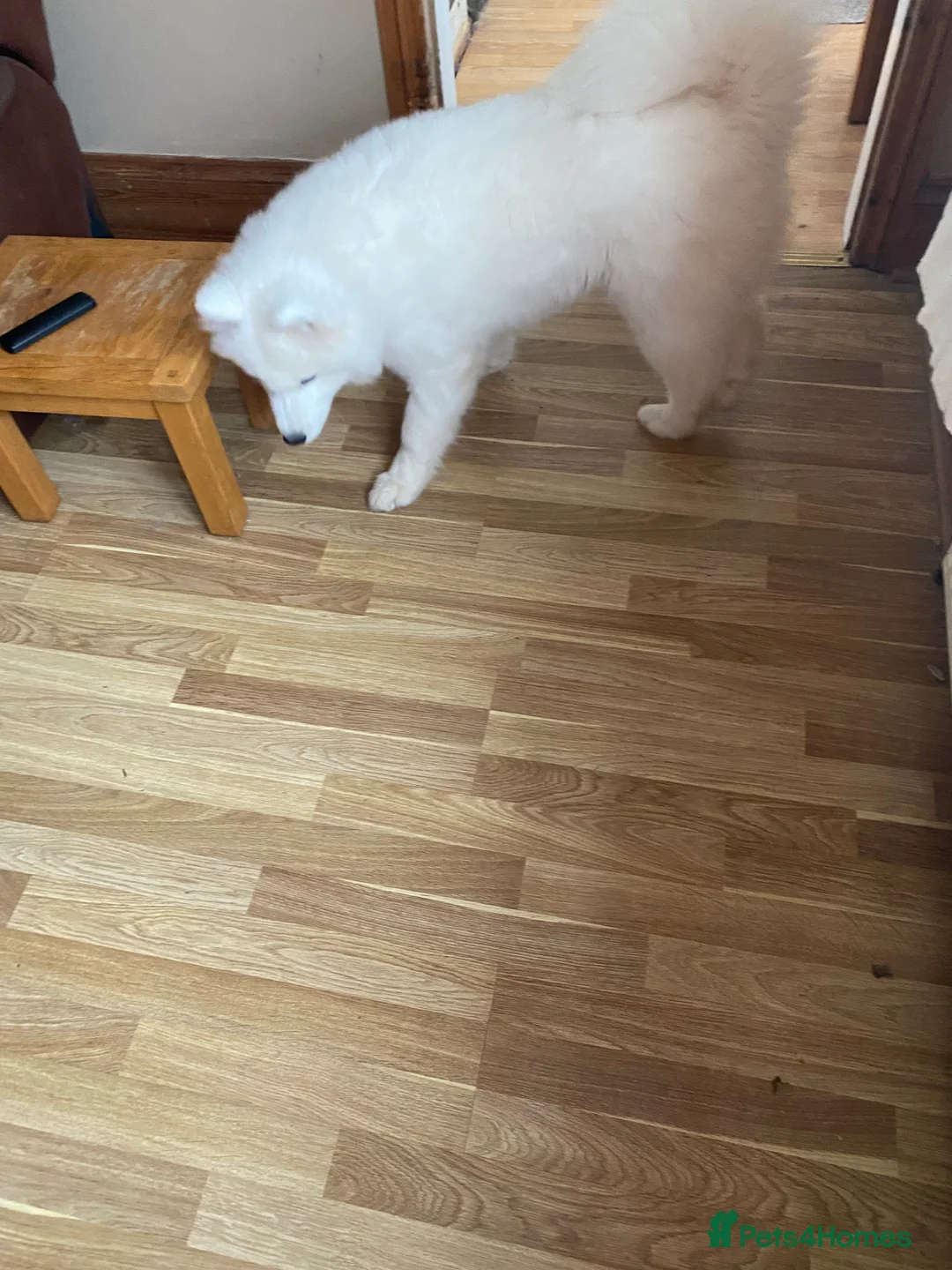 Samoyed dogs for sale: Gorgeous boy 4 months old - Advert 2