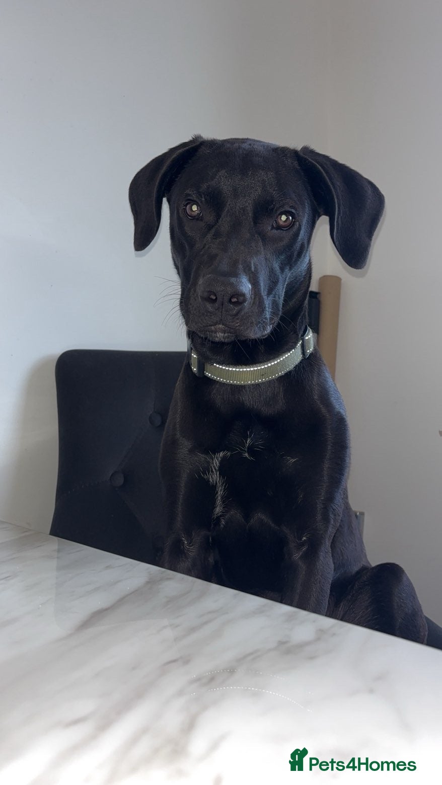 Mixed Breed dogs For sale  - Advert 2