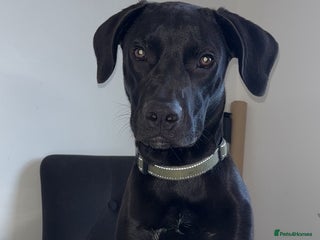 Mixed Breed dogs For sale - Advert 2