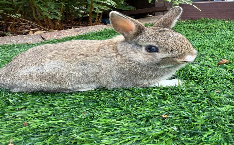 Netherland Dwarf rabbits - Advert 3