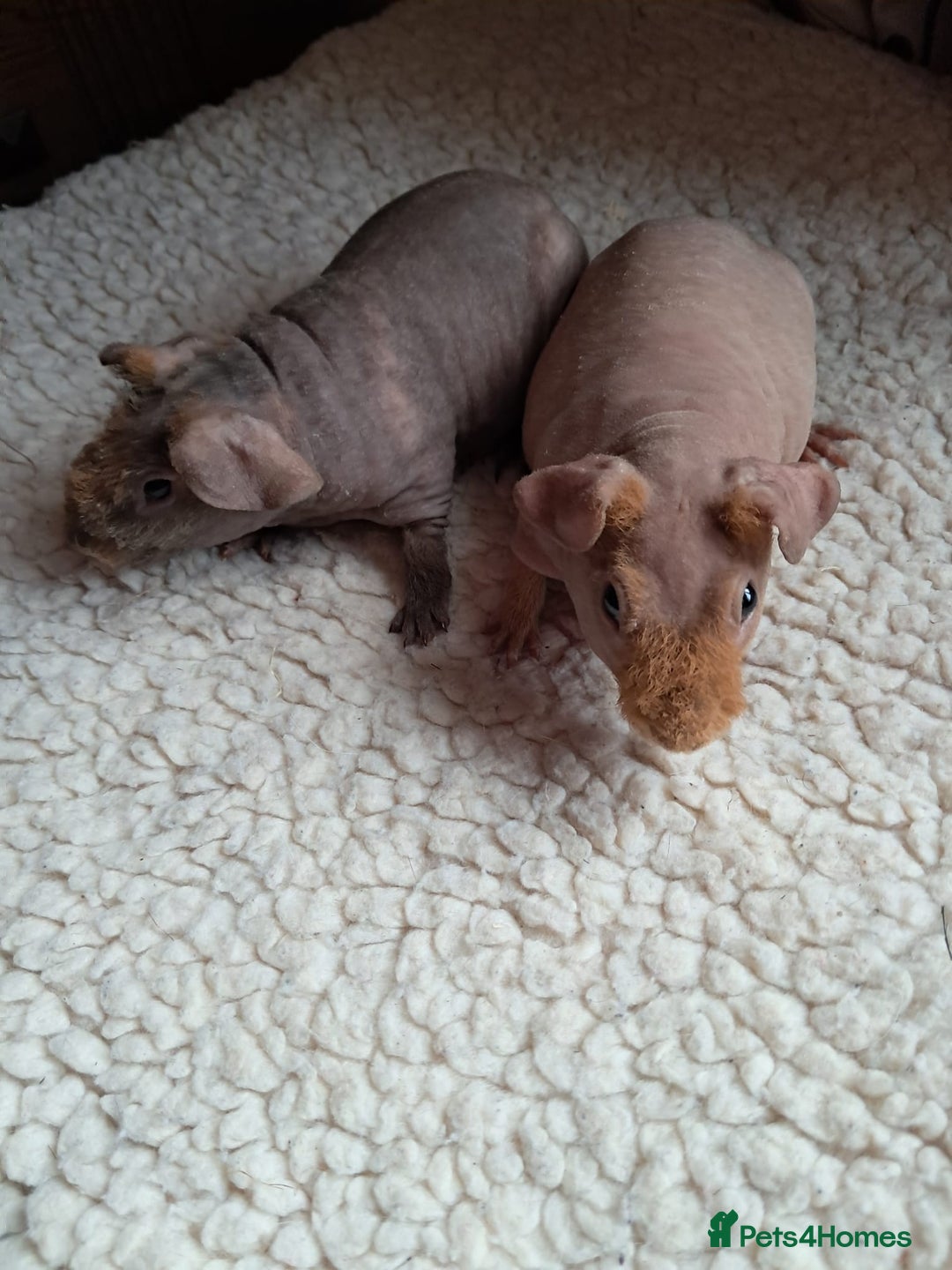 Guinea Pig rodents for sale: BEAUTIFUL BABY SKINNY PIGS  - Advert 5