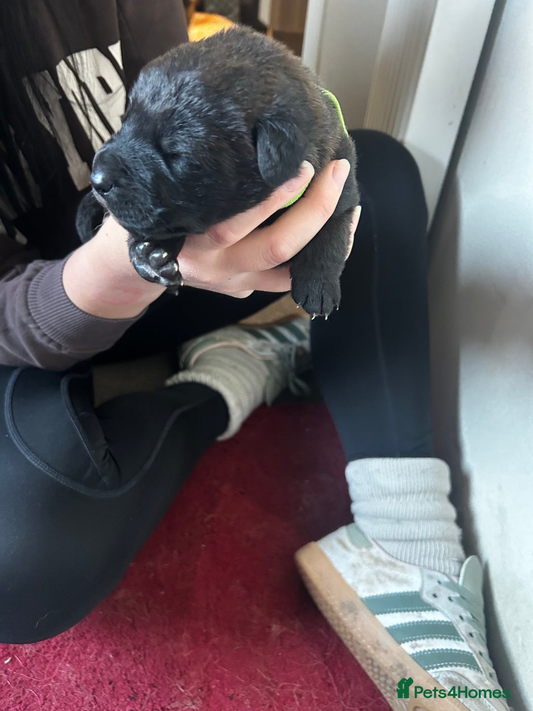 Mixed Breed dogs for sale: GSD x Lab  - Advert 16