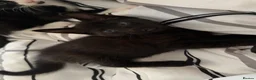 Mixed Breed cats for sale: Tuxedo kittens - Advert 9