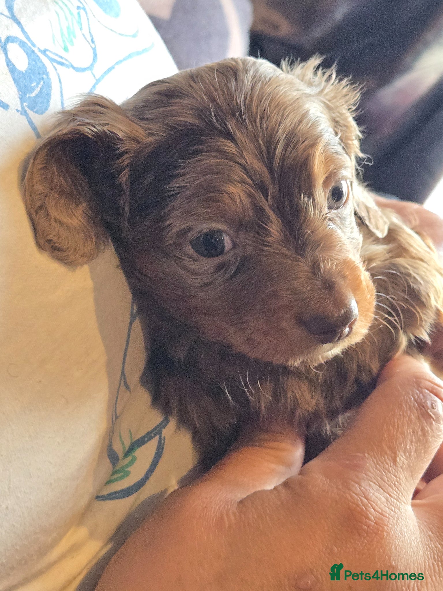 Dachshund dogs for sale: 5 gorgeous dachshund puppies for loving homes in Ludlow - Advert 35