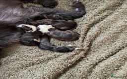 Lurcher dogs for sale: lurcher pups - Advert 19