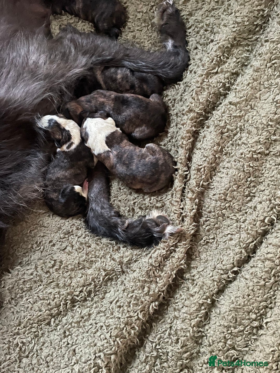 Lurcher dogs for sale: lurcher pups - Advert 19