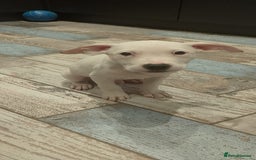 American Bulldog dogs for adoption: 5 GORGEOUS AM BULL X PUPS 12WKS OLD - Image 6