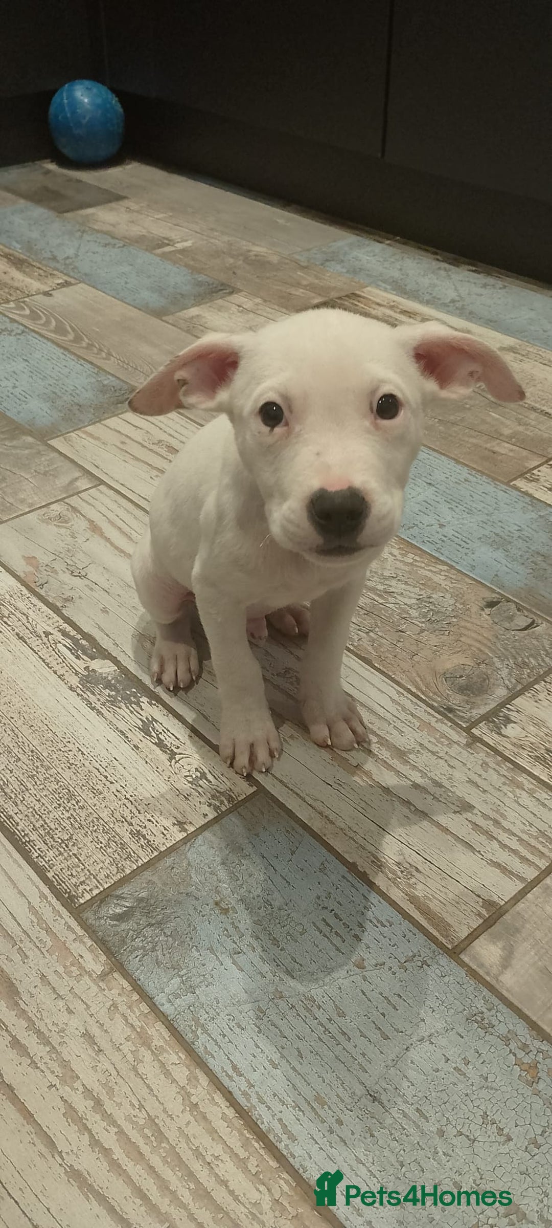 American Bulldog dogs for adoption: 5 GORGEOUS AM BULL X PUPS 12WKS OLD - Image 6