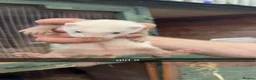 Ferret rodents for sale: Ferret kits for sale  - Advert 8
