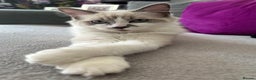 Ragdoll cats for sale: Ragdoll, Un-Neutered Female - Advert 2