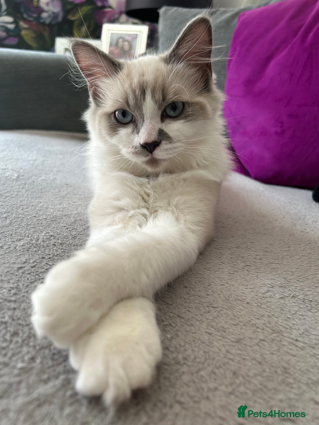 Ragdoll cats for sale: Ragdoll, Un-Neutered Female - Advert 2