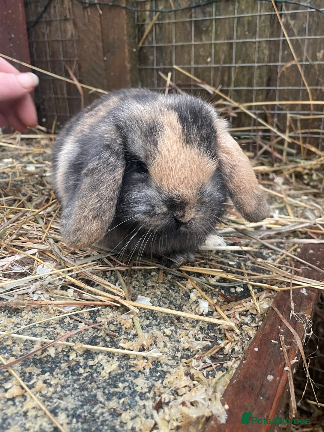 Mini Lop rabbits for sale: Beautiful mini lop babies  - Advert 23