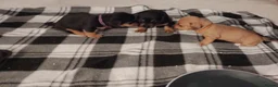 Jackshund dogs for sale: Jackhounds - Advert 9