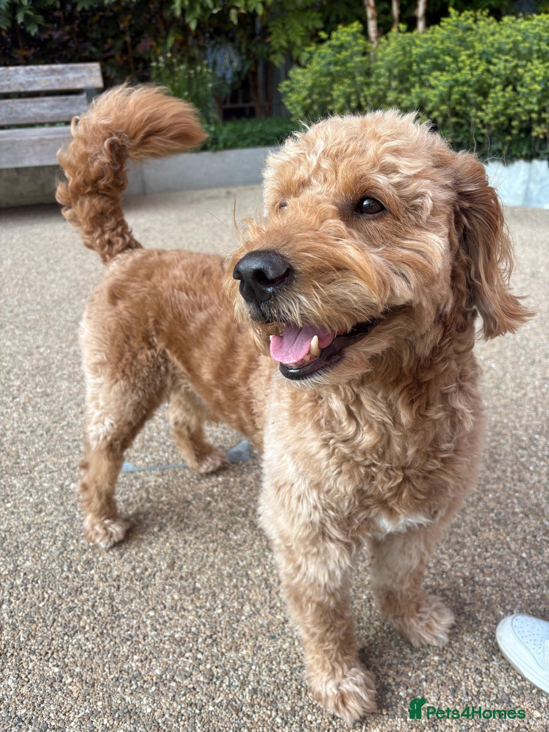 Goldendoodle dogs for stud: Proven Miniature Goldendoodle Stud – Noah 🐾 in London - Advert 22