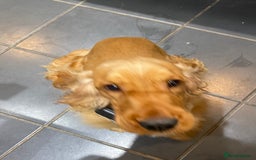Cocker Spaniel dogs for sale: Golden show type Cocker spaniel male  - Image 4